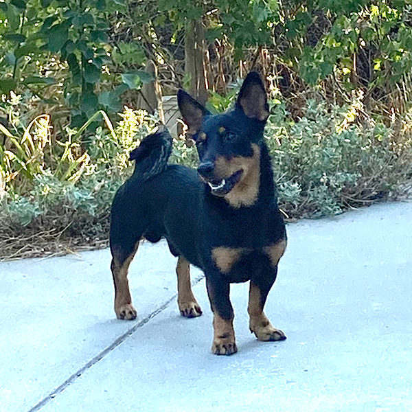 My Dogs
